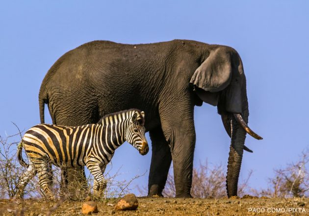 ゾウとシマウマ