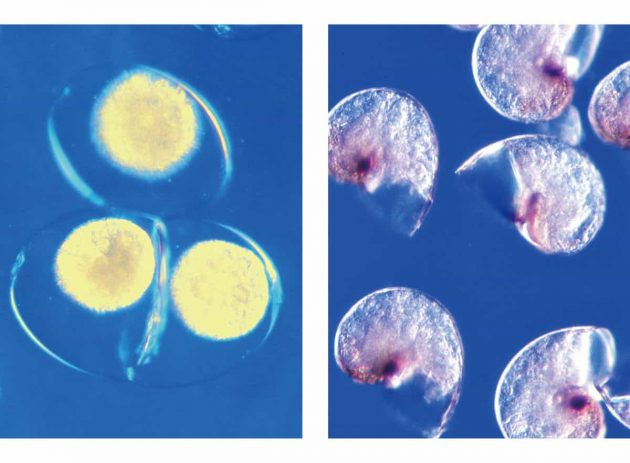 ツメタガイの卵