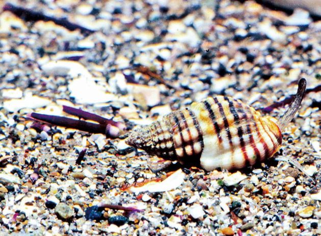 アラムシロガイ