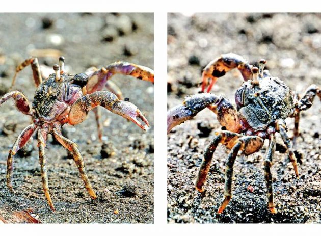 コメツキガニのダンス