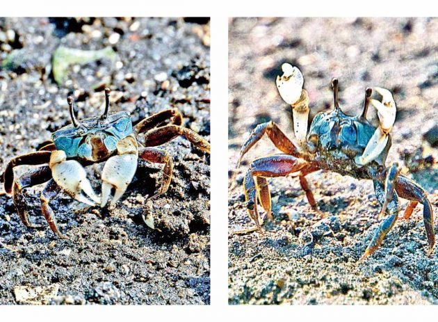 チゴカニのダンス