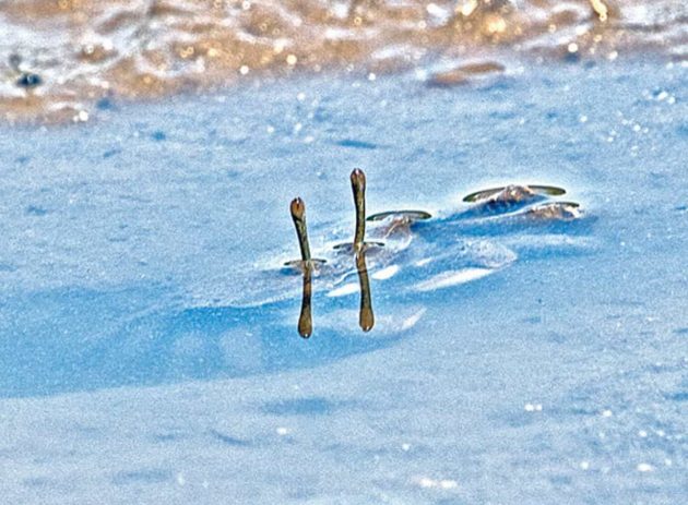 ヤマトオサガニ