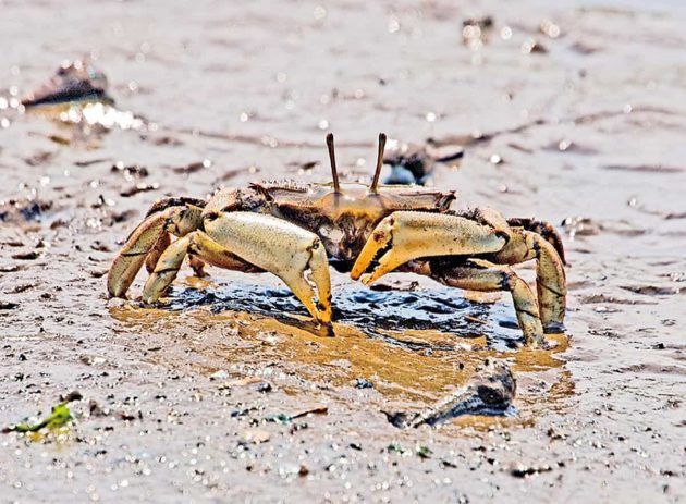 エサを食べるヤマトオサガニ