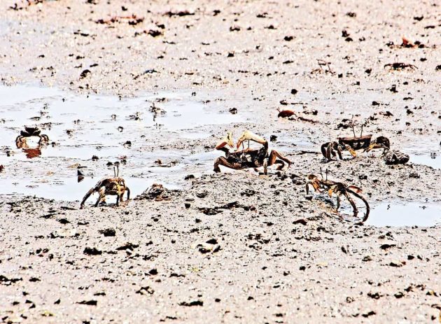 求愛するヤマトオサガニ