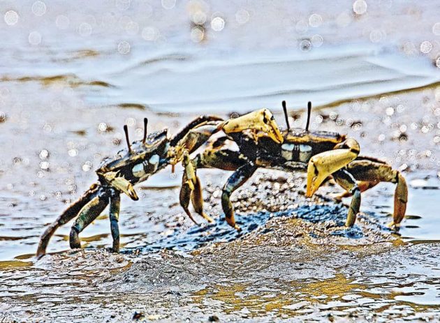 ヤマトオサガニのカップル