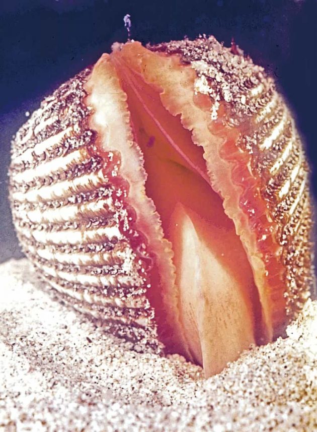 砂に潜るアカガイ