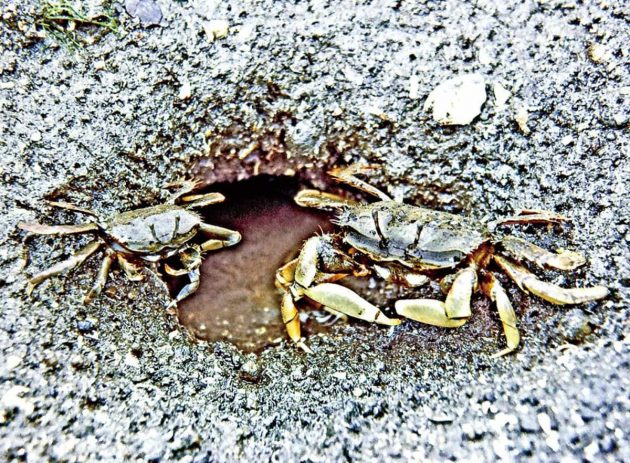 恋が実ったヤマトオサガニ