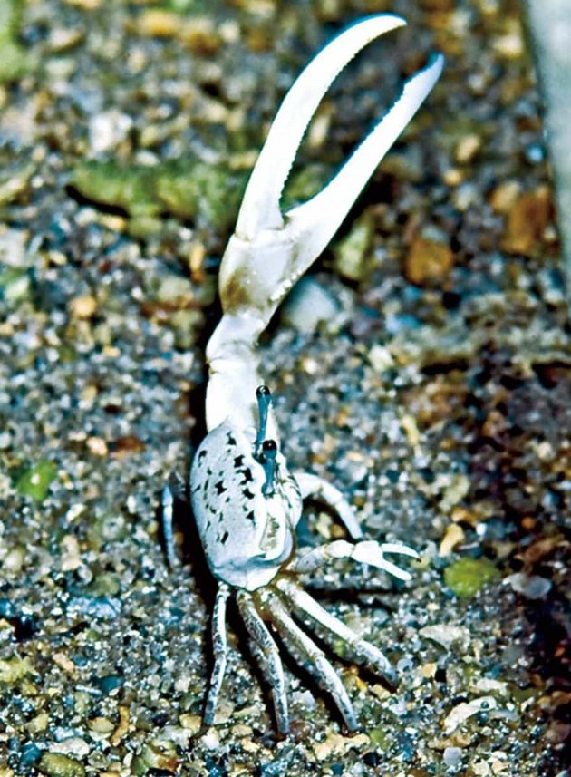 ハクセンシオマネキ