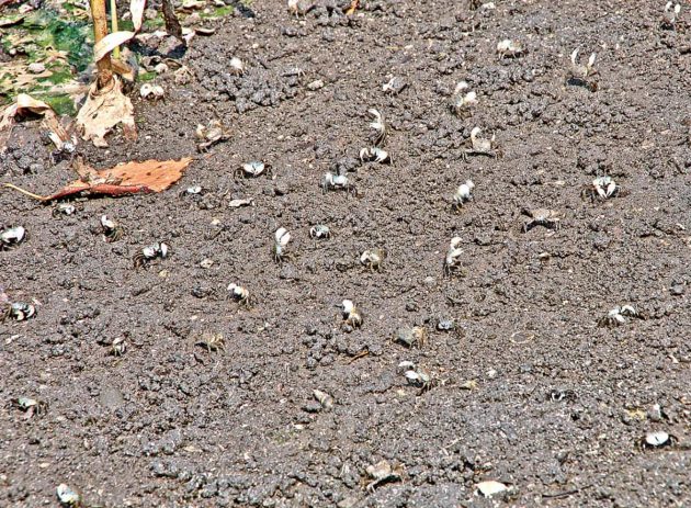 チゴガニの一斉ダンス