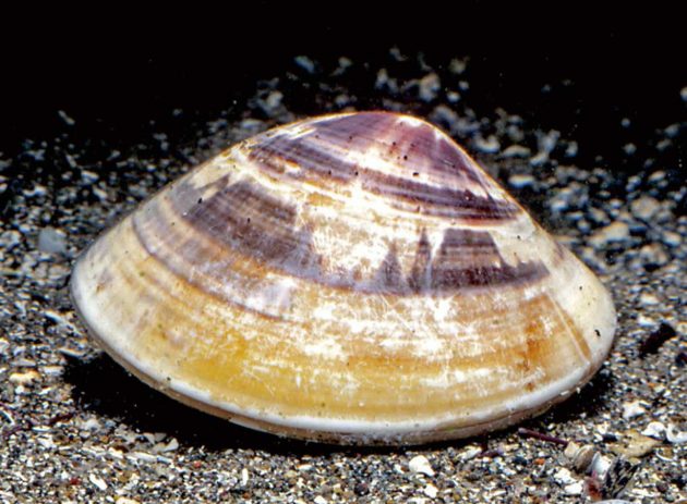 チョウセンハマグリ