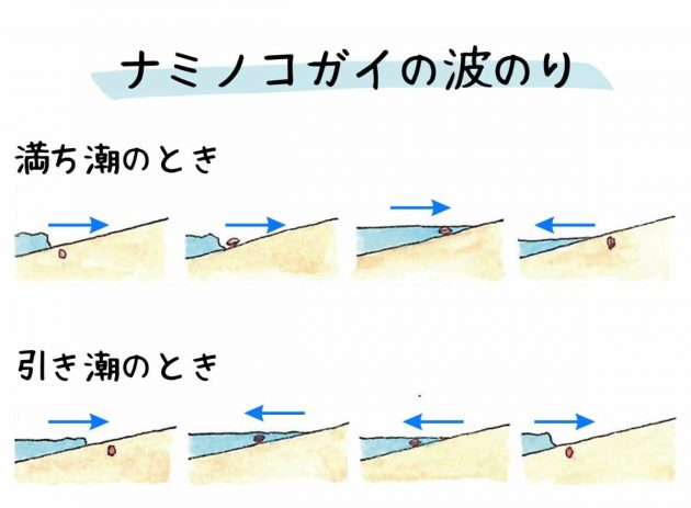 ナミコガイの波乗り