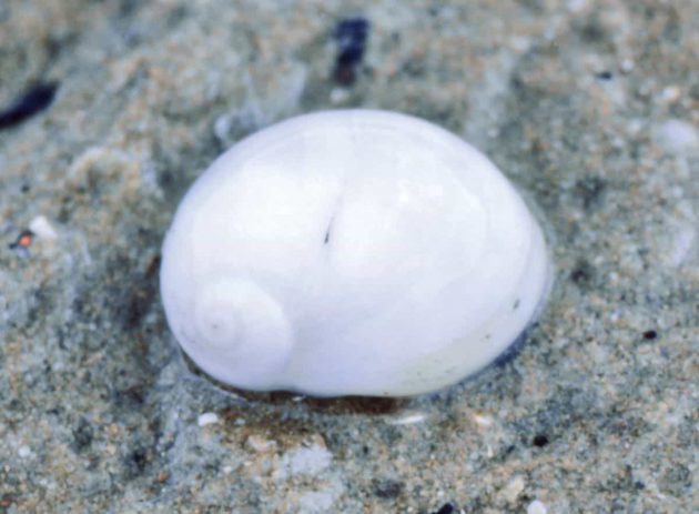 ツタメガイの仲間