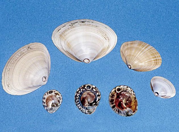 ツタメガイにおそわれた貝