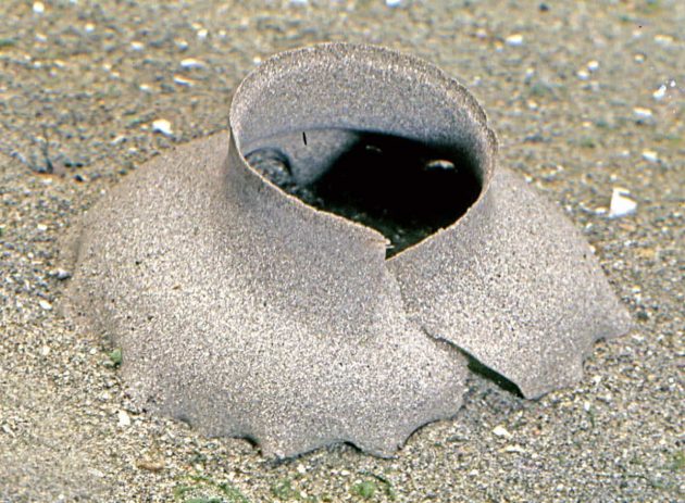 ツメタガイの卵のう