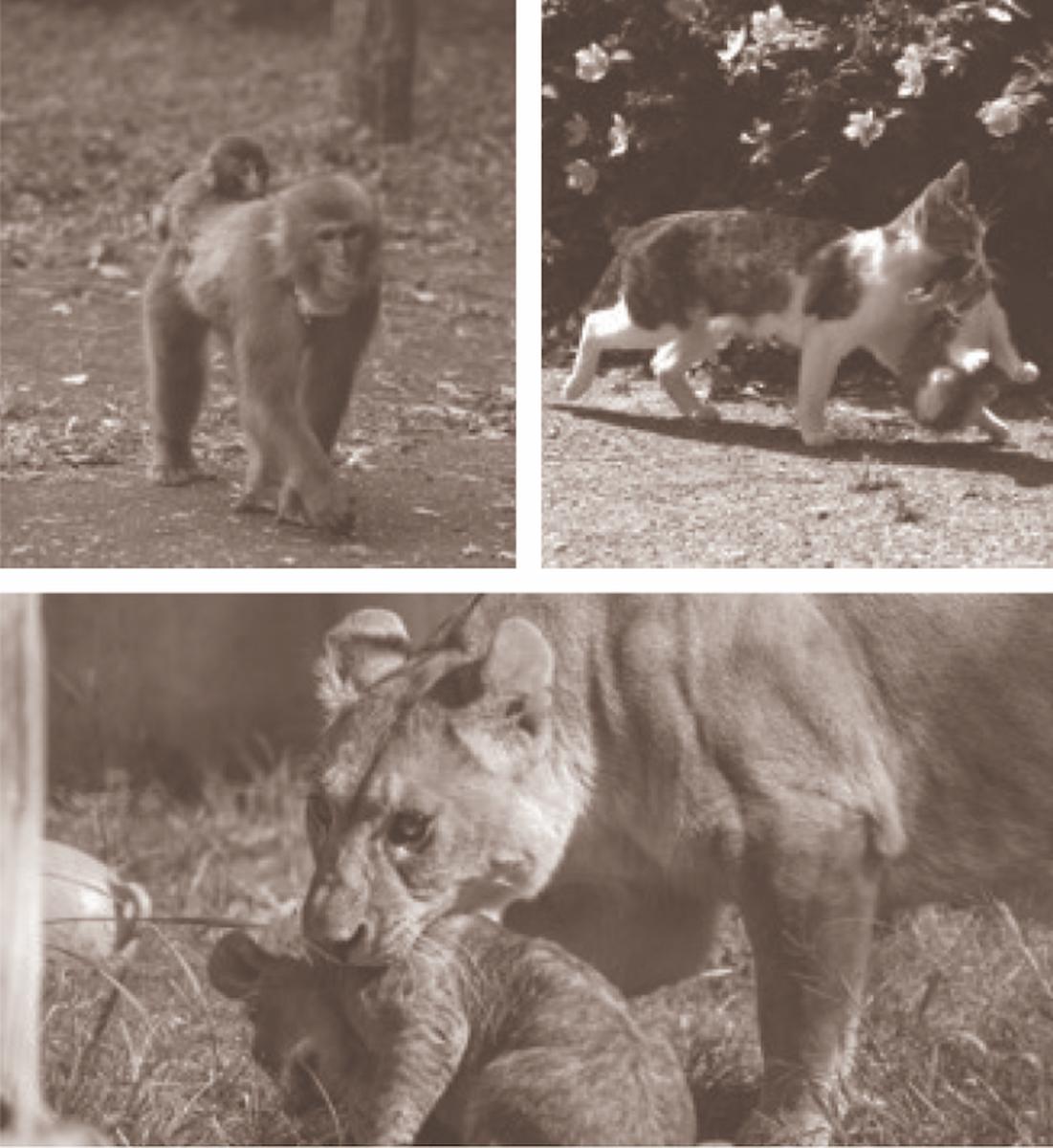 みんなの子育てスキルより