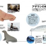 アザラシの生態解説のページ