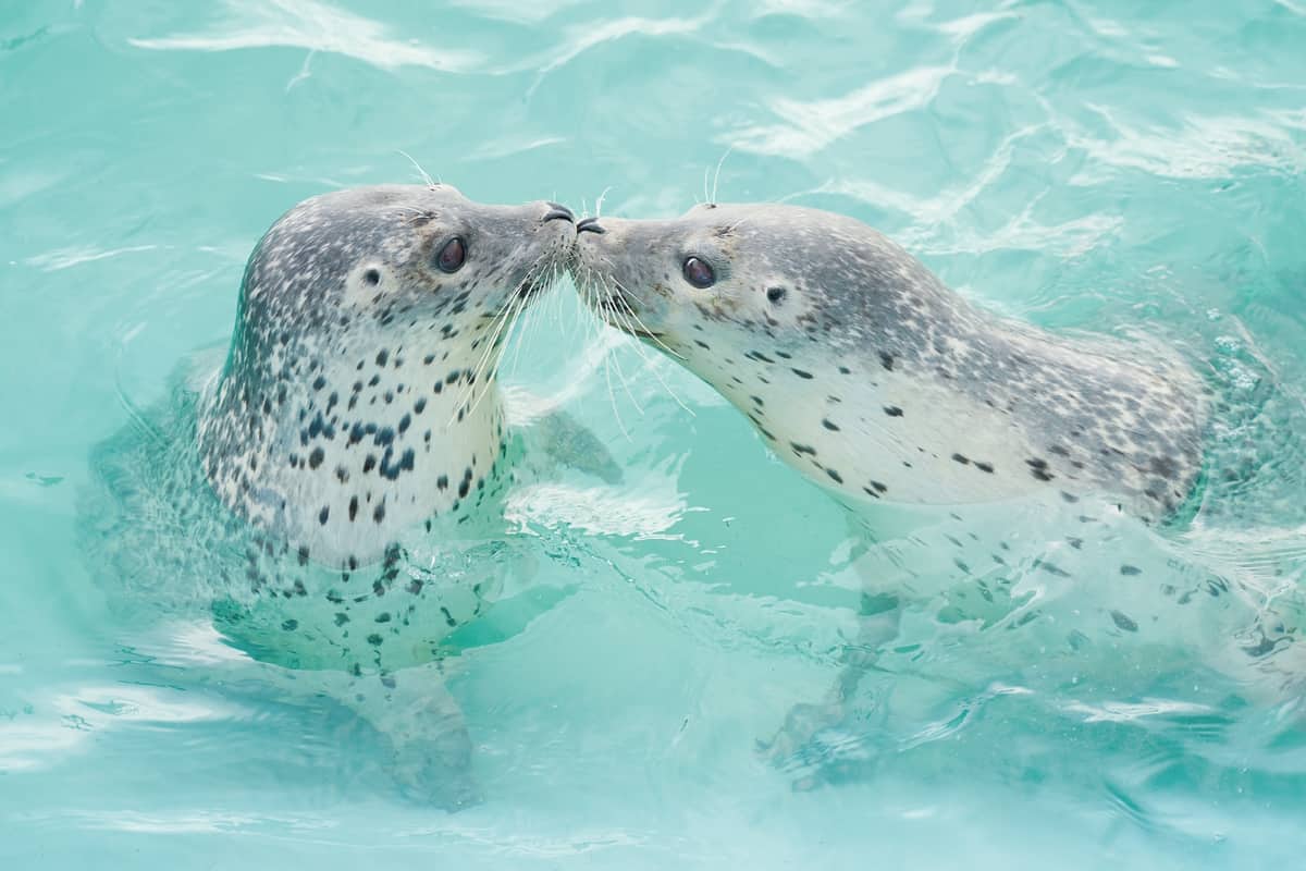 アザラシ同士の挨拶(オホーツクとっかりセンター/南幅俊輔撮影)