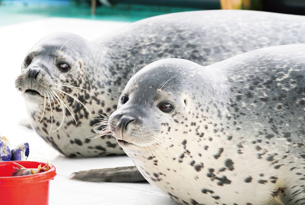 個性豊かなアザラシたち(オホーツクとっかりセンター/南幅俊輔撮影)