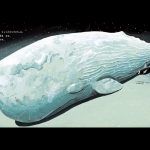 クジラがしんだら