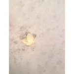 泡ぶろに浮かぶスプーンさん