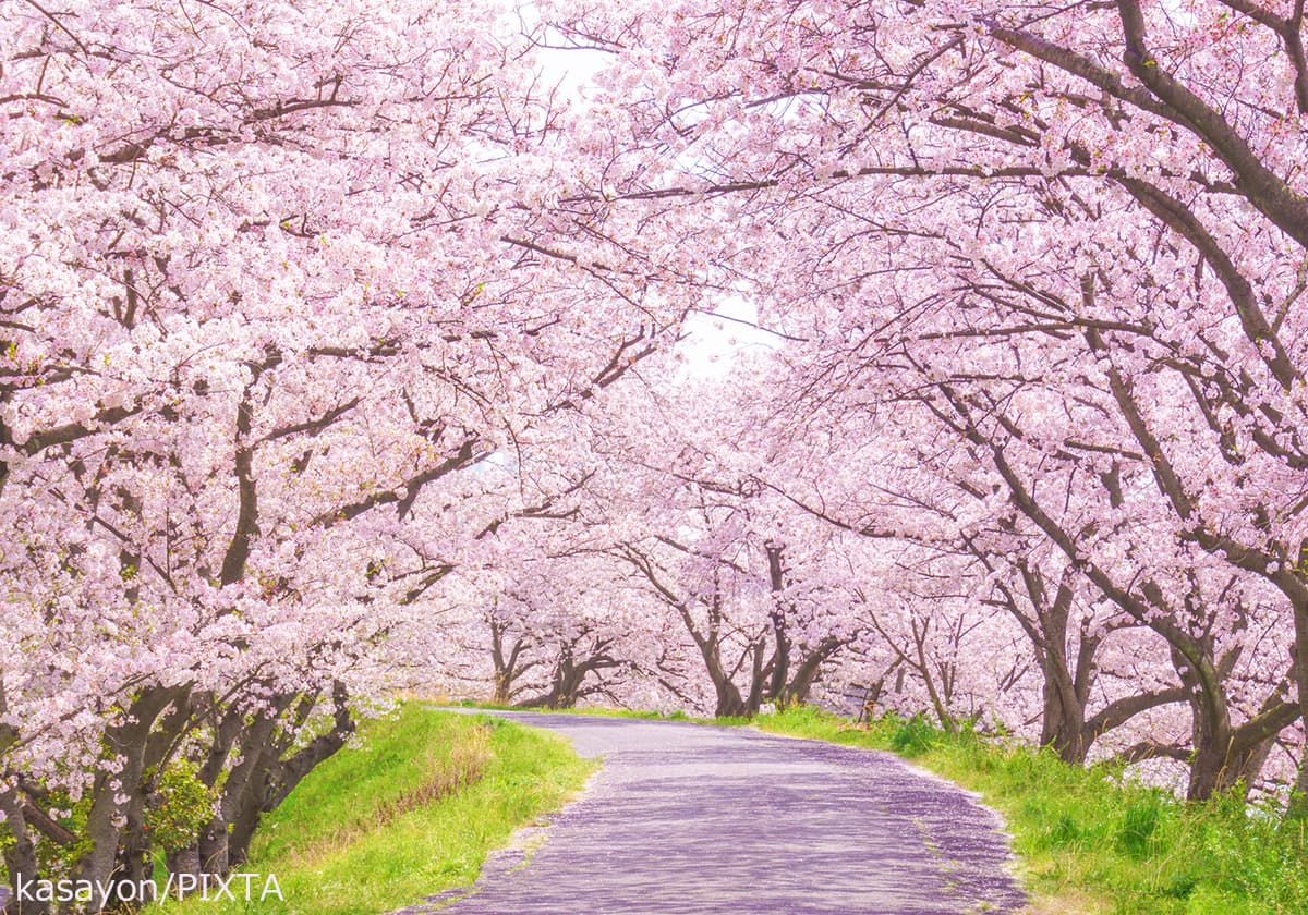 桜並木