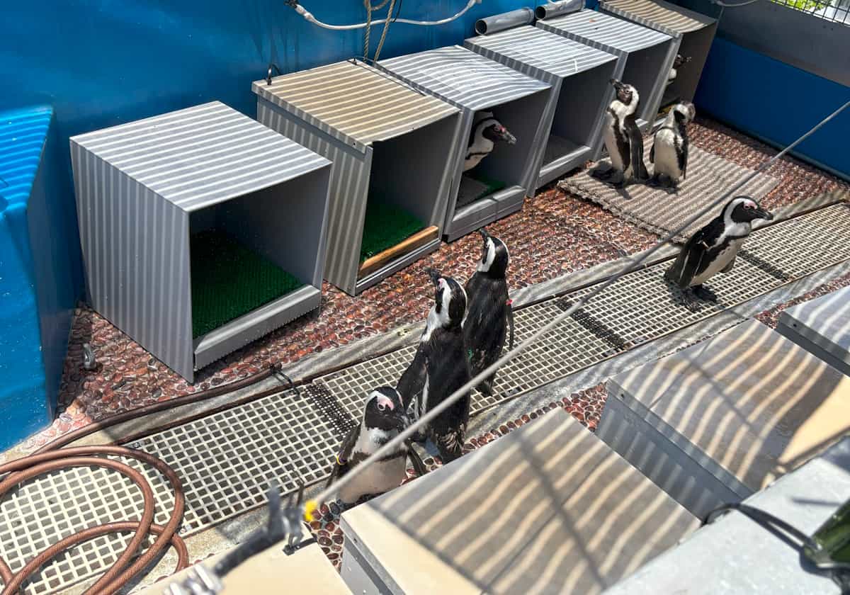 サンシャイン水族館 ペンギン