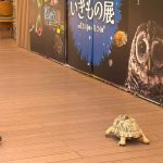 サンシャイン水族館　カメ