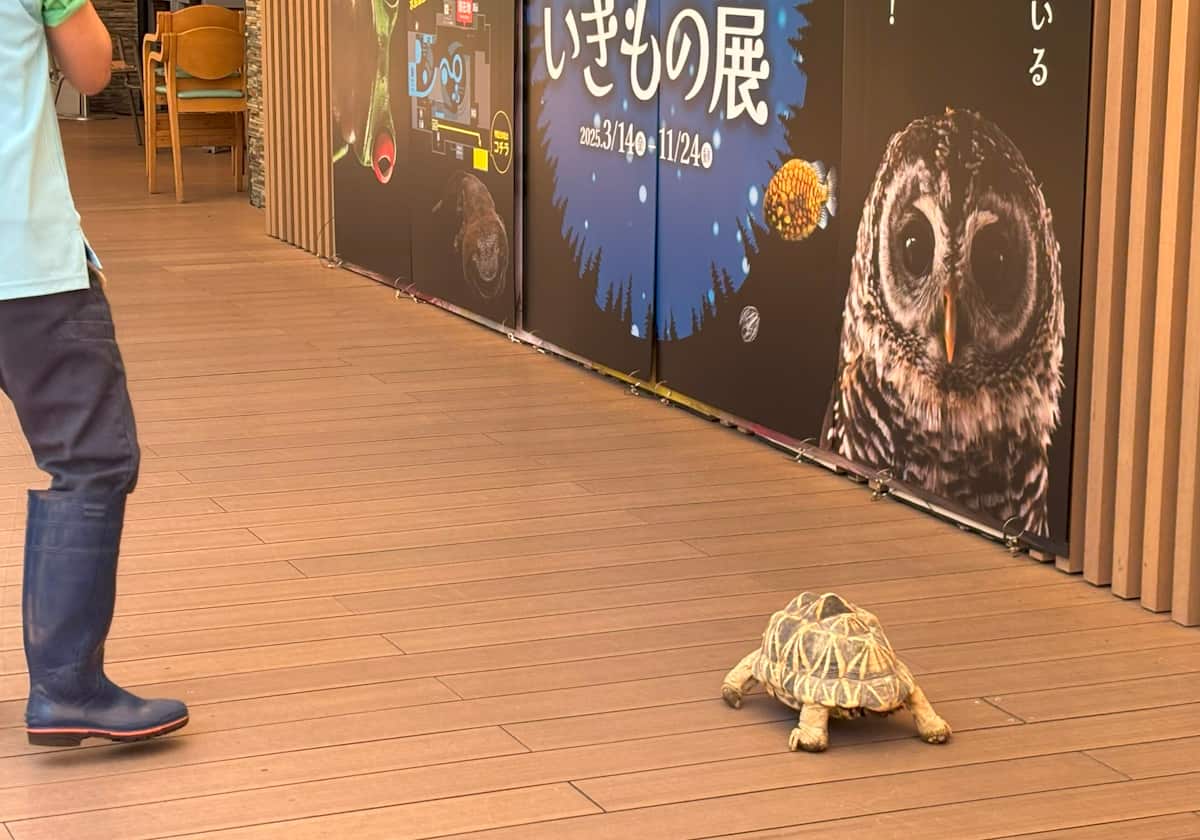 サンシャイン水族館 カメ