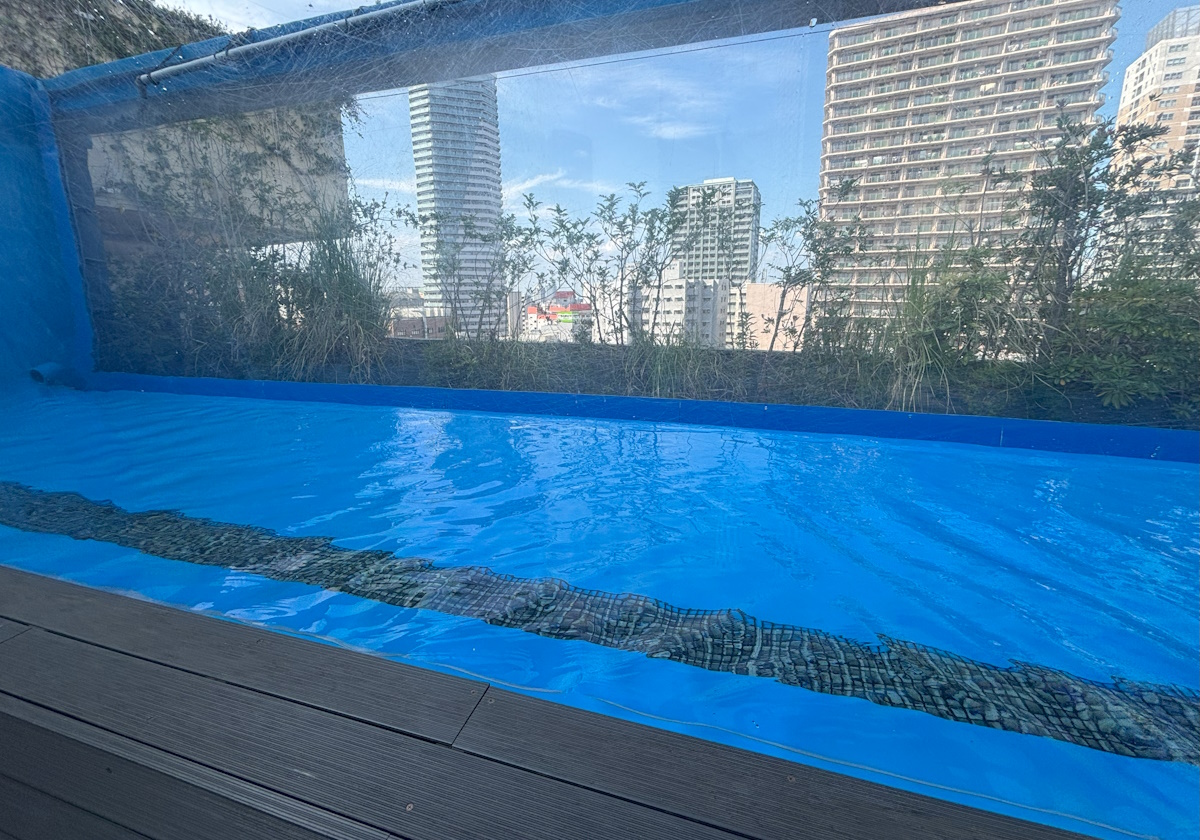 サンシャイン水族館 天空のペンギン水槽