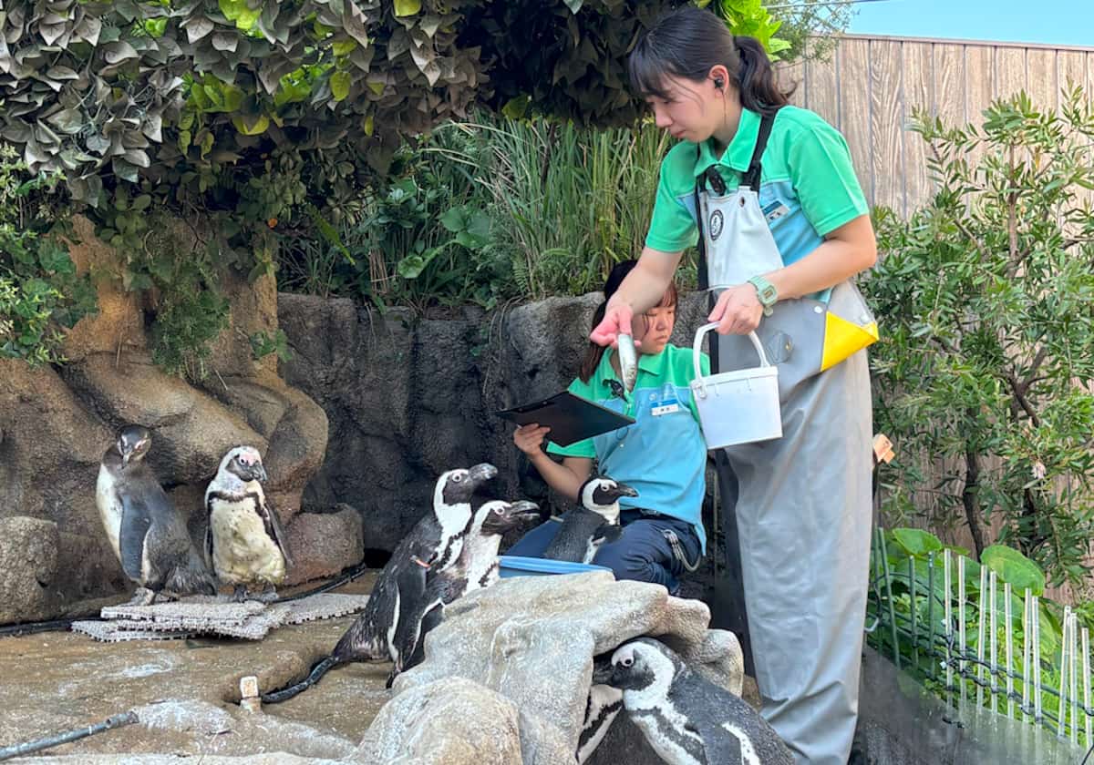 サンシャイン水族館 天空のペンギン