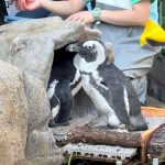 サンシャイン水族館　天空のペンギン