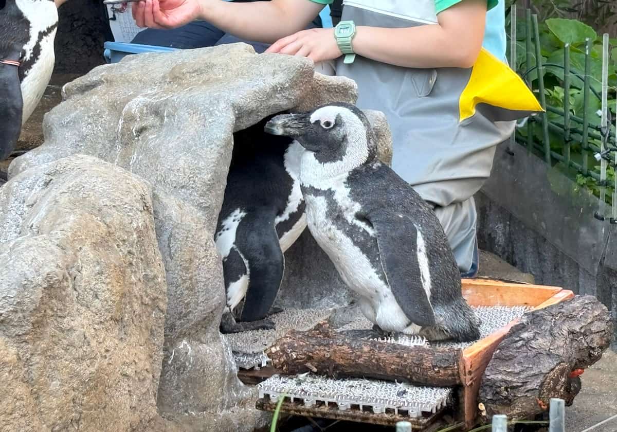 サンシャイン水族館 天空のペンギン