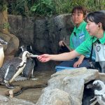 サンシャイン水族館　天空のペンギン