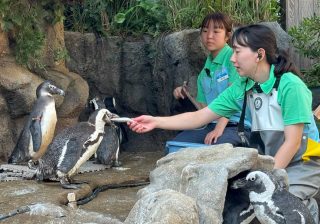 【密着レポート】サンシャイン水族館の大掃除！寝床で待機するペンギンのレアな姿を目撃