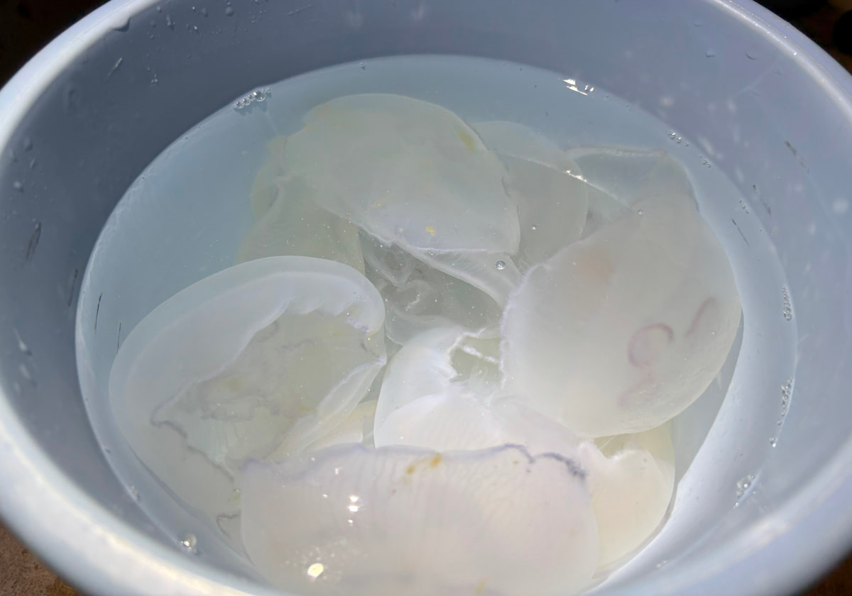 サンシャイン水族 クラゲパノラマ水槽