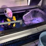 サンシャイン水族 クラゲパノラマ水槽