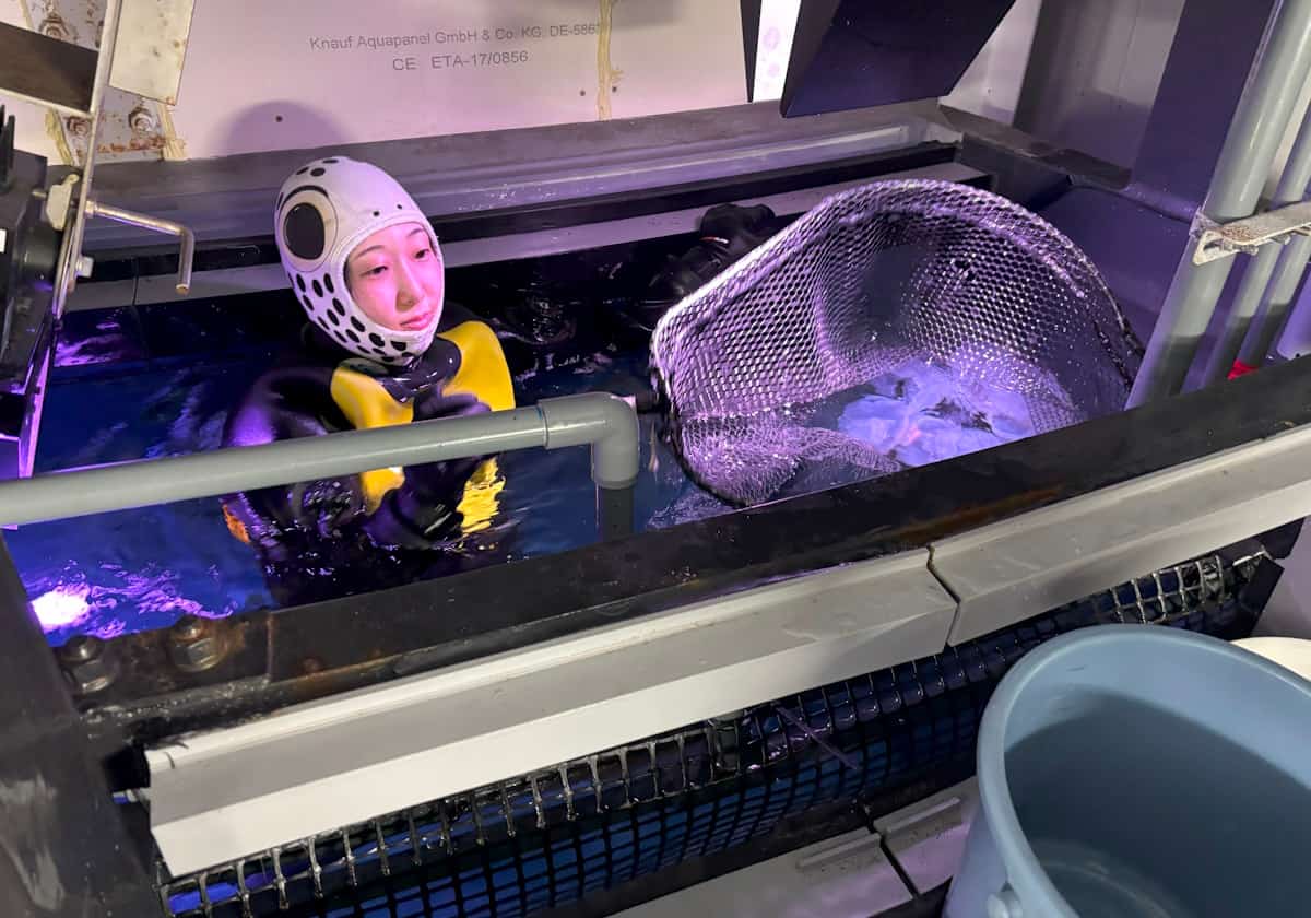 サンシャイン水族 クラゲパノラマ水槽