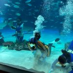 サンシャイン水族 クラゲパノラマ水槽