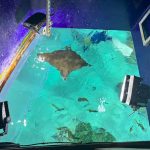 サンシャイン水族 クラゲパノラマ水槽