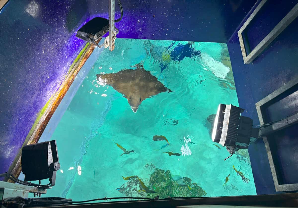 サンシャイン水族 クラゲパノラマ水槽