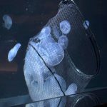 サンシャイン水族 クラゲパノラマ水槽