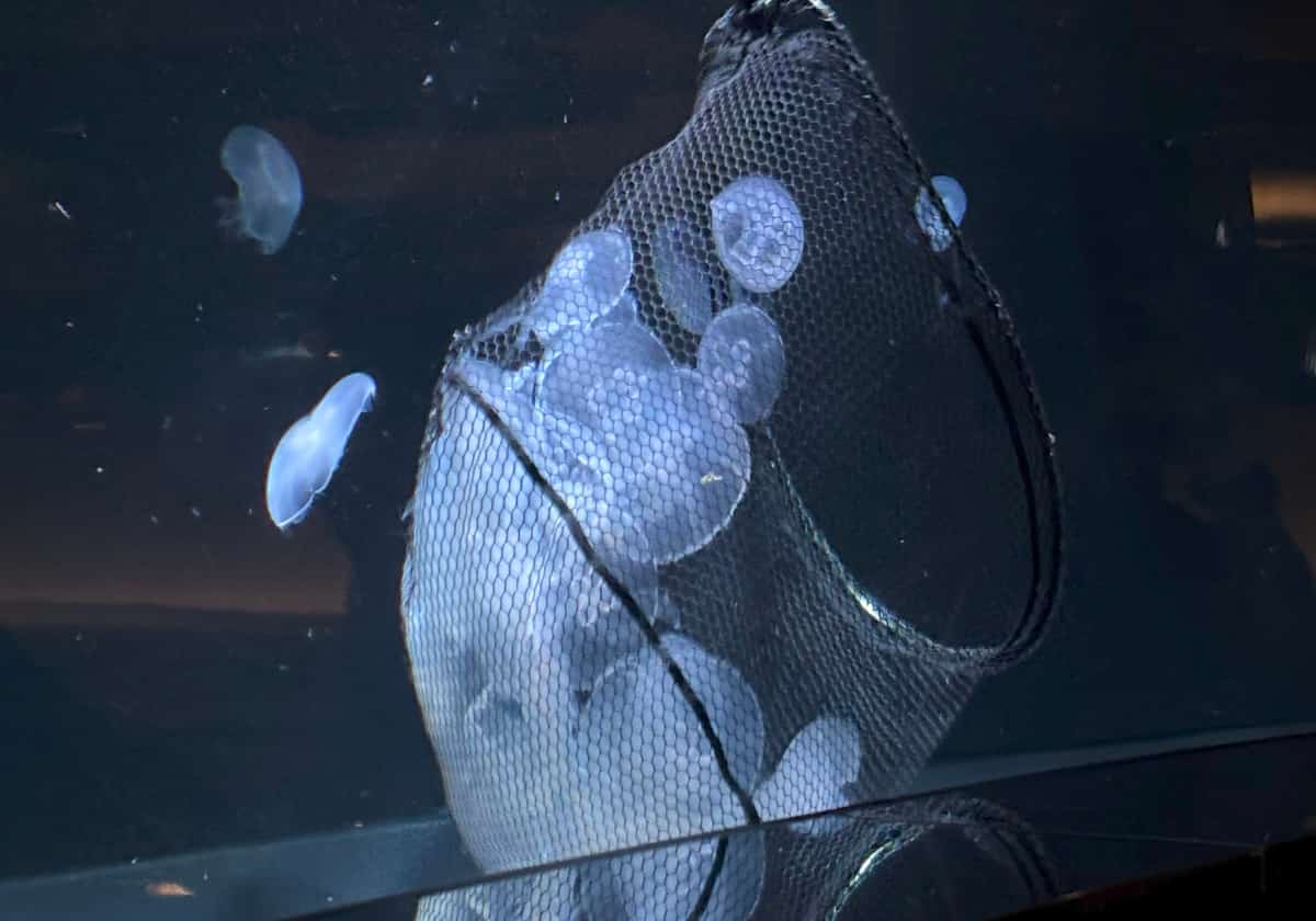 サンシャイン水族 クラゲパノラマ水槽