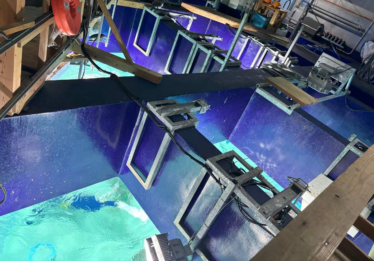 サンシャイン水族 クラゲパノラマ水槽