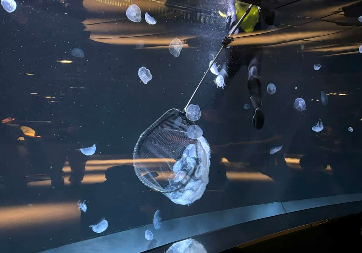 サンシャイン水族 クラゲパノラマ水槽