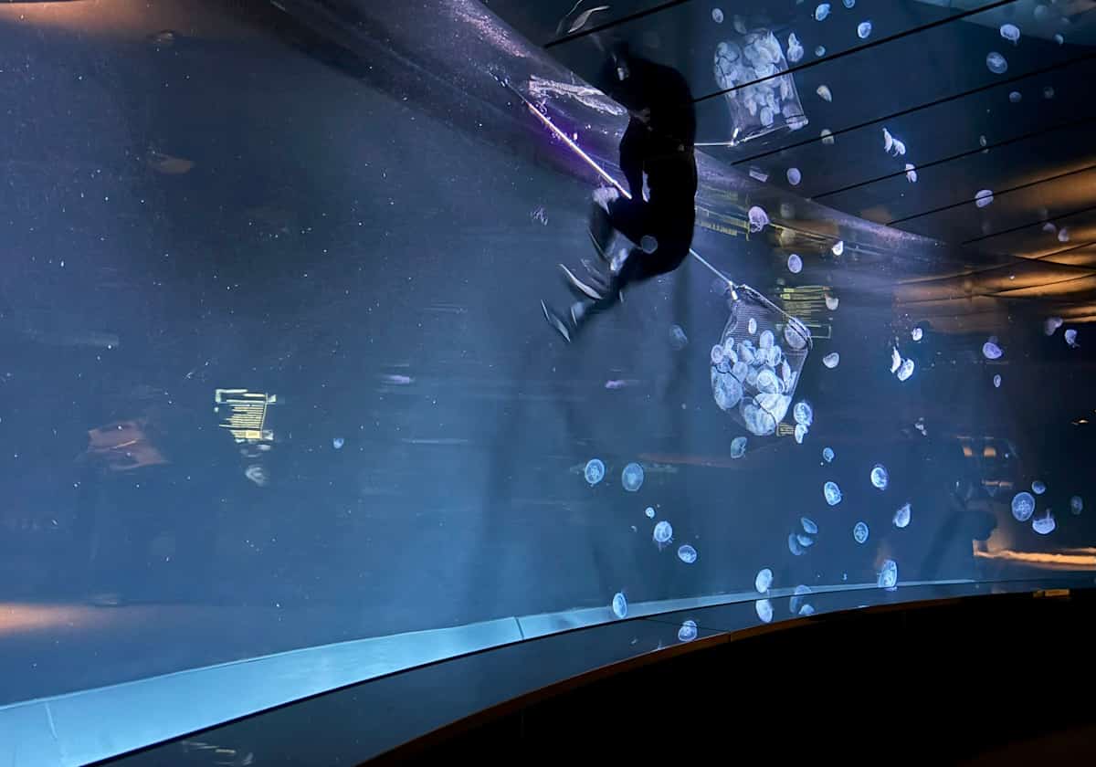 サンシャイン水族 クラゲパノラマ水槽