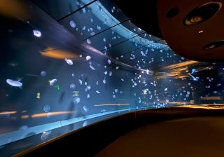 ミズクラゲ約400匹を網ですくう！サンシャイン水族館「国内最大級のクラゲ水槽」の大掃除に密着