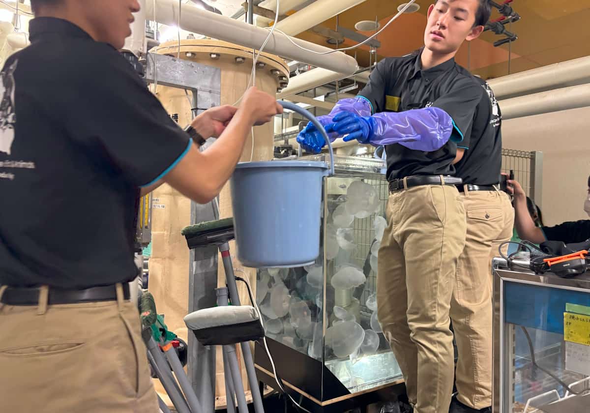 サンシャイン水族 クラゲパノラマ水槽