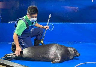 バイカルアザラシがゴロンと横たわる姿も！「サンシャイン水族館の大掃除」はどう行っている？