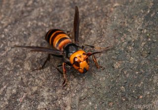 猛暑で活動が早期化!?　医師に聞いた「スズメバチから子どもを守る予防策と対処法」