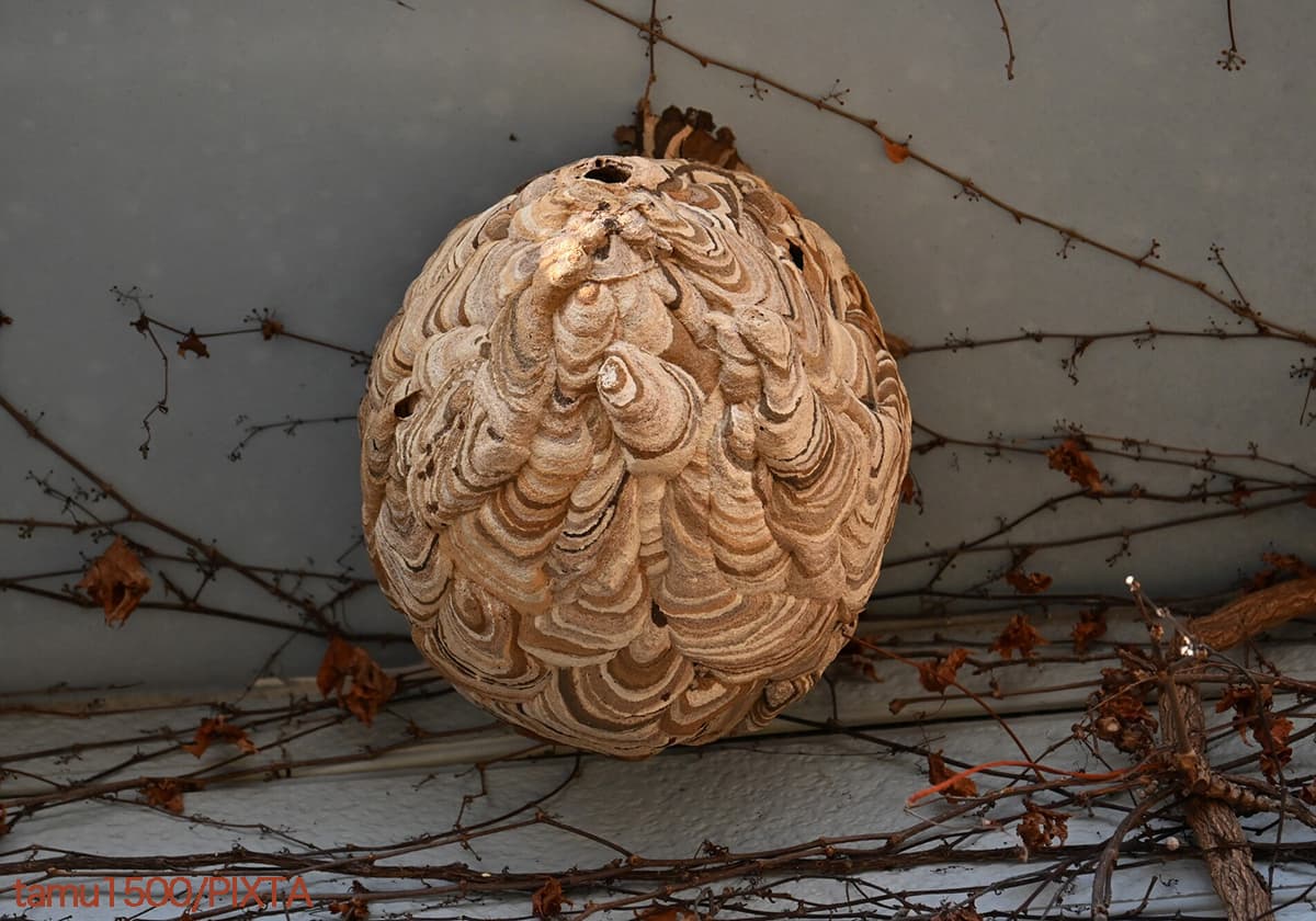 スズメバチの巣